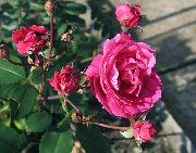 粉红色 玫瑰 园林花卉 照片