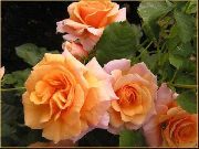 φωτογραφία πορτοκάλι λουλούδι Polyantha Τριαντάφυλλο