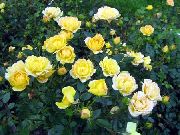 amarillo Polyantha Rosa Flores del Jardín foto