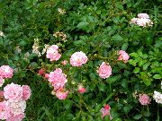 фото Розы полиантовые  садовые декоративные кустарники и деревья