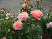 ピンク グランディフローラのバラ 庭の花 フォト