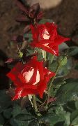 赤 グランディフローラのバラ 庭の花 フォト