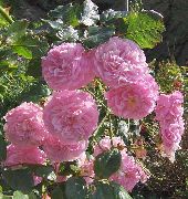 nuotrauka rožinis žiedas Išaugo Rambler, Laipiojimo Rožės