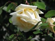 κίτρινος Αυξήθηκε Rambler, Αναρρίχηση Τριαντάφυλλο λουλούδια στον κήπο φωτογραφία