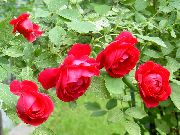foto rød Blomst Steg Rambler, Klatring Rose