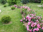 фото Роза почвопокровная садовые декоративные кустарники и деревья