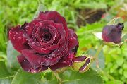 burgundy Hybrid Tea Rose Vrtne Rože fotografija