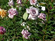 fotografie šeřík Květina Hybrid Čajové Růže