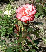 oranžinis Hibridinių Arbatos Išaugo Sodo Gėlės nuotrauka
