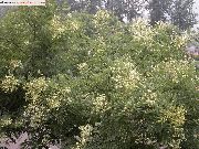フォト ホワイト フラワー 日本のパゴダツリー、学者ツリー