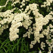φωτογραφία λευκό λουλούδι Spirea, Πέπλο Νυφικό Της, Maybush