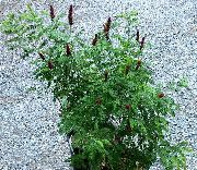 ブルゴーニュ アモルファ-ナナ 庭の花 フォト