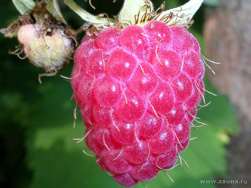 Малина Турмалин: большие ярко-красные ягоды