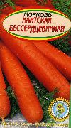 фото Нантская бессердцевинная морковь
