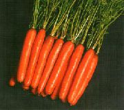 фото Нантес 2 Тито морковь