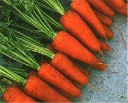 фото Шантанэ 2 Комет морковь