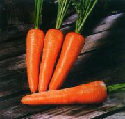 фото Болтекс  морковь
