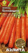 фото Голландка морковь