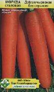 фото Длинная красная без сердцевины морковь