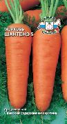 фото Шантенэ 5 морковь