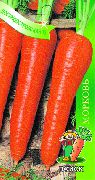 фото Лосиноостровская 13 морковь