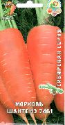 фото Шантенэ 2461(сибирская серия) морковь