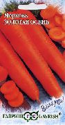 фото Золотая осень морковь