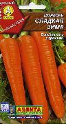 фото Сладкая зима морковь