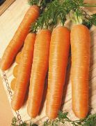 фото Чукотский стиль  морковь