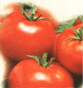 фото Тамерлан F1  помидоры и томаты