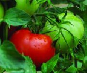 фото Пабло F1 помидоры и томаты