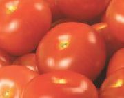 фото Эклайм F1 помидоры и томаты