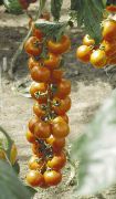 фото Увертюра-НК F1 помидоры и томаты