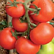 фото Ураган F1 помидоры и томаты