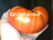фото Одесский розовый помидоры и томаты