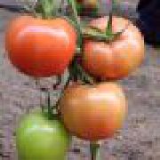 фото Малвазия F1 помидоры и томаты