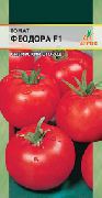 фото Феодора F1 помидоры и томаты