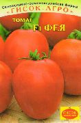 фото Фея F1 помидоры и томаты