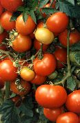 фото Варенька помидоры и томаты