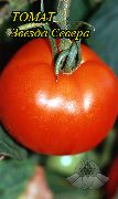 фото Звезда Севера помидоры и томаты