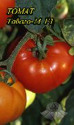 фото Табаго-М F1 помидоры и томаты