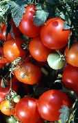 фото Тамбовский Урожайный помидоры и томаты