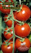 фото Уникальный помидоры и томаты