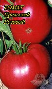 фото Уральский Розовый помидоры и томаты