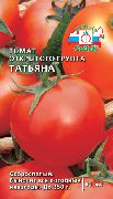 фото Татьяна помидоры и томаты