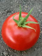 фото Хиларио F1 помидоры и томаты