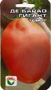 фото Де-барао гигант помидоры и томаты