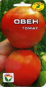 фото Овен помидоры и томаты
