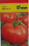 фото Ивон f1 помидоры и томаты