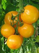 фото Садко f1 помидоры и томаты
